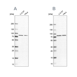 PABPC4 Antibody in Western Blot (WB)