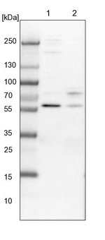 CCDC181 Antibody in Western Blot (WB)