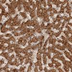 C1orf26 Antibody in Immunohistochemistry (Paraffin) (IHC (P))