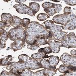 EVI5 Antibody in Immunohistochemistry (Paraffin) (IHC (P))