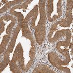 DCAF8 Antibody in Immunohistochemistry (Paraffin) (IHC (P))