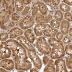 DCAF8 Antibody in Immunohistochemistry (Paraffin) (IHC (P))