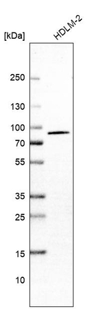 DCAF8 Antibody in Western Blot (WB)