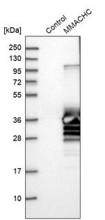 MMACHC Antibody in Western Blot (WB)