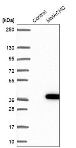 MMACHC Antibody in Western Blot (WB)