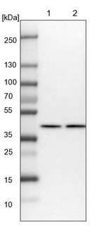 PPP1R8 Antibody in Western Blot (WB)