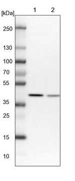 PPP1R8 Antibody in Western Blot (WB)