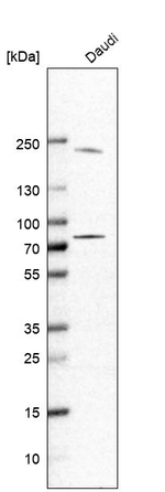 GSG2 Antibody in Western Blot (WB)