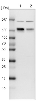 PUM1 Antibody in Western Blot (WB)
