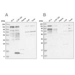 PUM1 Antibody in Western Blot (WB)