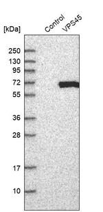 VPS45 Antibody in Western Blot (WB)