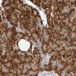 C8orf48 Antibody in Immunohistochemistry (Paraffin) (IHC (P))