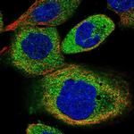 C8orf48 Polyclonal Antibody