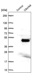 C8orf48 Antibody in Western Blot (WB)