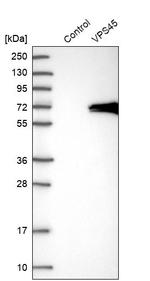 VPS45 Antibody in Western Blot (WB)