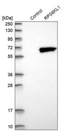 RPS6KL1 Antibody in Western Blot (WB)