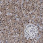 SPINK1 Antibody in Immunohistochemistry (Paraffin) (IHC (P))