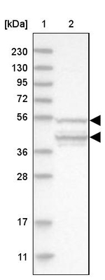 POLR3C Antibody in Western Blot (WB)