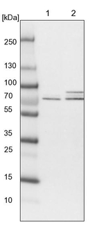 POLR3C Antibody in Western Blot (WB)