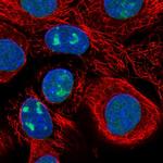 WDR3 Polyclonal Antibody