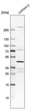 C1orf51 Antibody in Western Blot (WB)