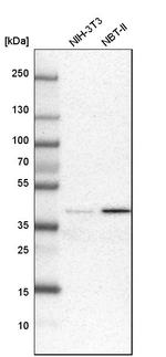 C1orf51 Antibody in Western Blot (WB)