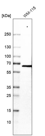 VEZF1 Antibody in Western Blot (WB)