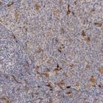 PTAFR Polyclonal Antibody