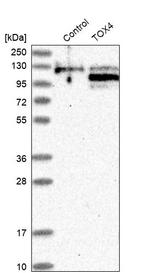 TOX4 Antibody in Western Blot (WB)