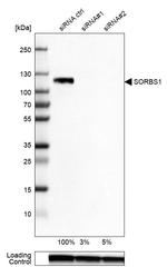 SORBS1 Antibody