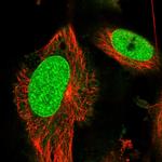 RCC1 Antibody in Immunocytochemistry (ICC/IF)