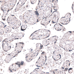 RNF220 Antibody in Immunohistochemistry (Paraffin) (IHC (P))