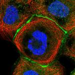 CGN Polyclonal Antibody