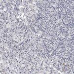 CGN Antibody in Immunohistochemistry (IHC)