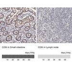 CGN Polyclonal Antibody