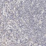 CGN Antibody in Immunohistochemistry (IHC)