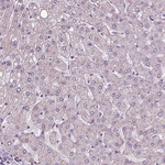 PRR9 Antibody in Immunohistochemistry (Paraffin) (IHC (P))