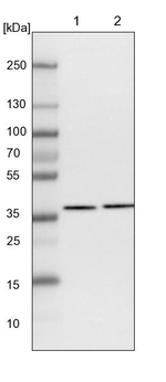 AKR1A1 Antibody in Western Blot (WB)
