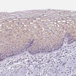 GBP6 Antibody in Immunohistochemistry (IHC)