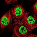 BCLAF1 Polyclonal Antibody