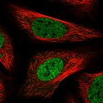 PNPO Polyclonal Antibody