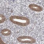PNPO Antibody in Immunohistochemistry (Paraffin) (IHC (P))