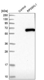 RPS6KL1 Antibody in Western Blot (WB)