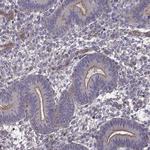 ITGB8 Antibody in Immunohistochemistry (Paraffin) (IHC (P))