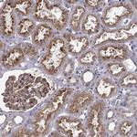 ITGB8 Antibody in Immunohistochemistry (Paraffin) (IHC (P))