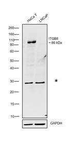 ITGB8 Antibody in Western Blot (WB)
