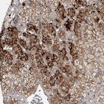 FAM212B Antibody in Immunohistochemistry (Paraffin) (IHC (P))
