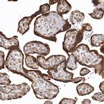 FAM212B Polyclonal Antibody