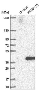 FAM212B Antibody in Western Blot (WB)