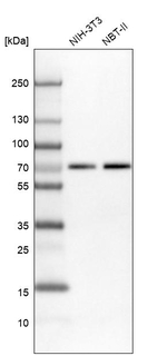 IRF2BP2 Antibody in Western Blot (WB)
